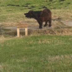 Shetlænder Bøgegaardens Bibbi