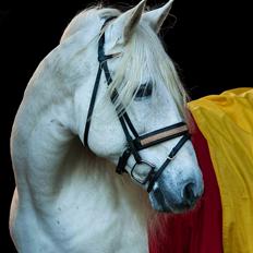 Pura Raza Española Brioso LXVII 