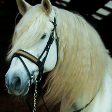 Pura Raza Española Brioso LXVII 