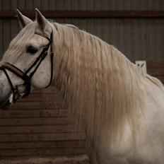 Pura Raza Española Brioso LXVII 