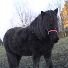 Islænder Askur fra Bjarup