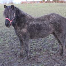 Islænder Askur fra Bjarup