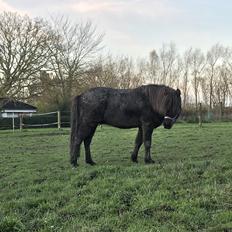 Islænder Askur fra Bjarup