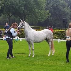 Welsh Pony (sec B) Bjerregaards Savannah