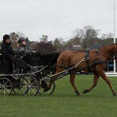 Traver Strauss Enemærket