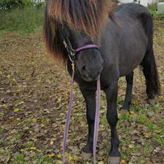 Islænder Kiljan fra Holm Solgt 