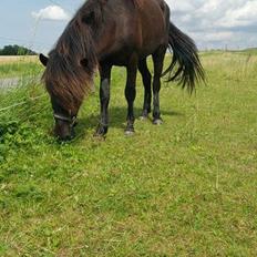 Islænder Kiljan fra Holm Solgt 