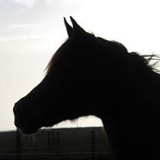 Arabisk fuldblod (OX) Walihma ox