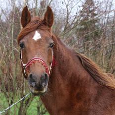 Arabisk fuldblod (OX) Walihma ox