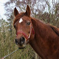 Arabisk fuldblod (OX) Walihma ox