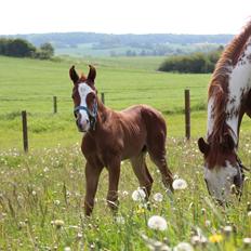 Paint Radicalackoflace