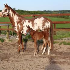 Paint Radicalackoflace