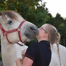 Fjordhest Indi frølunde
