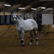 Polsk Varmblod Gonzo