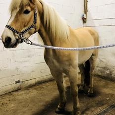 Tyroler Haflinger Nolle