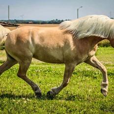 Tyroler Haflinger Nolle