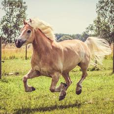 Tyroler Haflinger Nolle