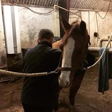 Tysk Sportspony Højvangs Winnie