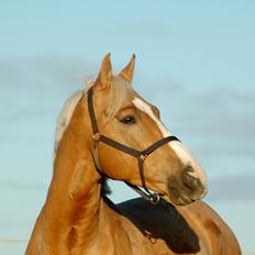 Palomino Made special