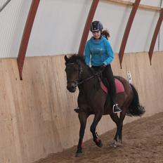 New Forest Mortensmindes picasso