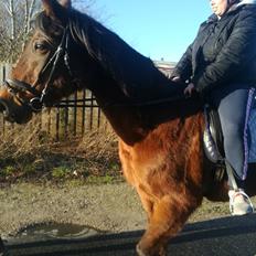 Dansk Varmblod Saskinelle rørsø