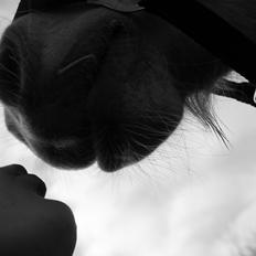 Haflinger Aura af kroggaard