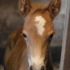 Haflinger Aura af kroggaard
