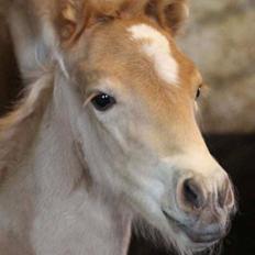 Haflinger Aura af kroggaard