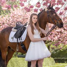 Lusitano Lipizzaner. Selbygårds Pillo Filippos