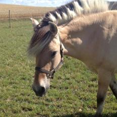 Fjordhest Trine