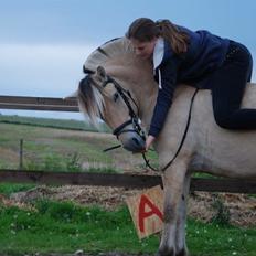 Fjordhest Bettegaards Fie