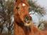 Arabisk fuldblod (OX) Walihma ox