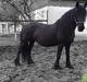 Frieser Victoria D { R.I.P 06-07-16} SAVNET MEGET <3