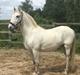 Lipizzaner Pluto Presciana
