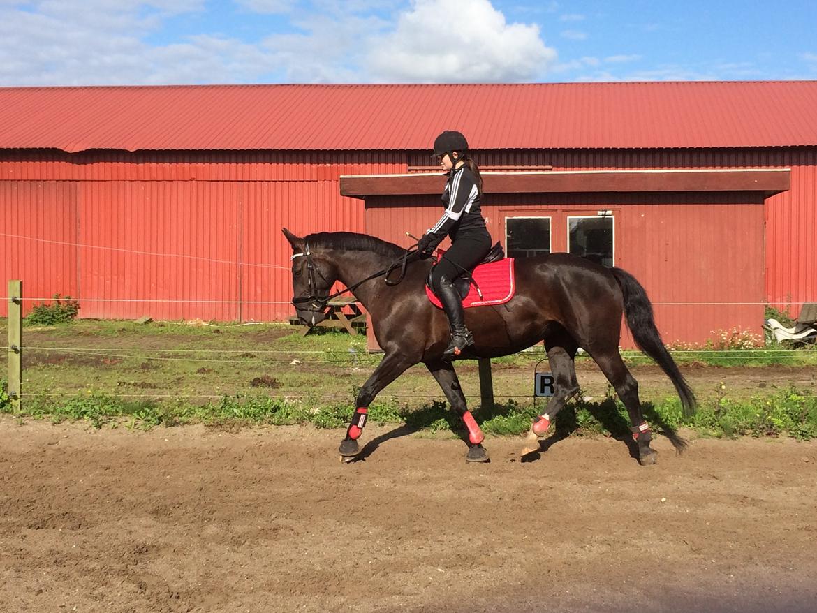 Oldenborg Maggie Tisted - August 2017 billede 16