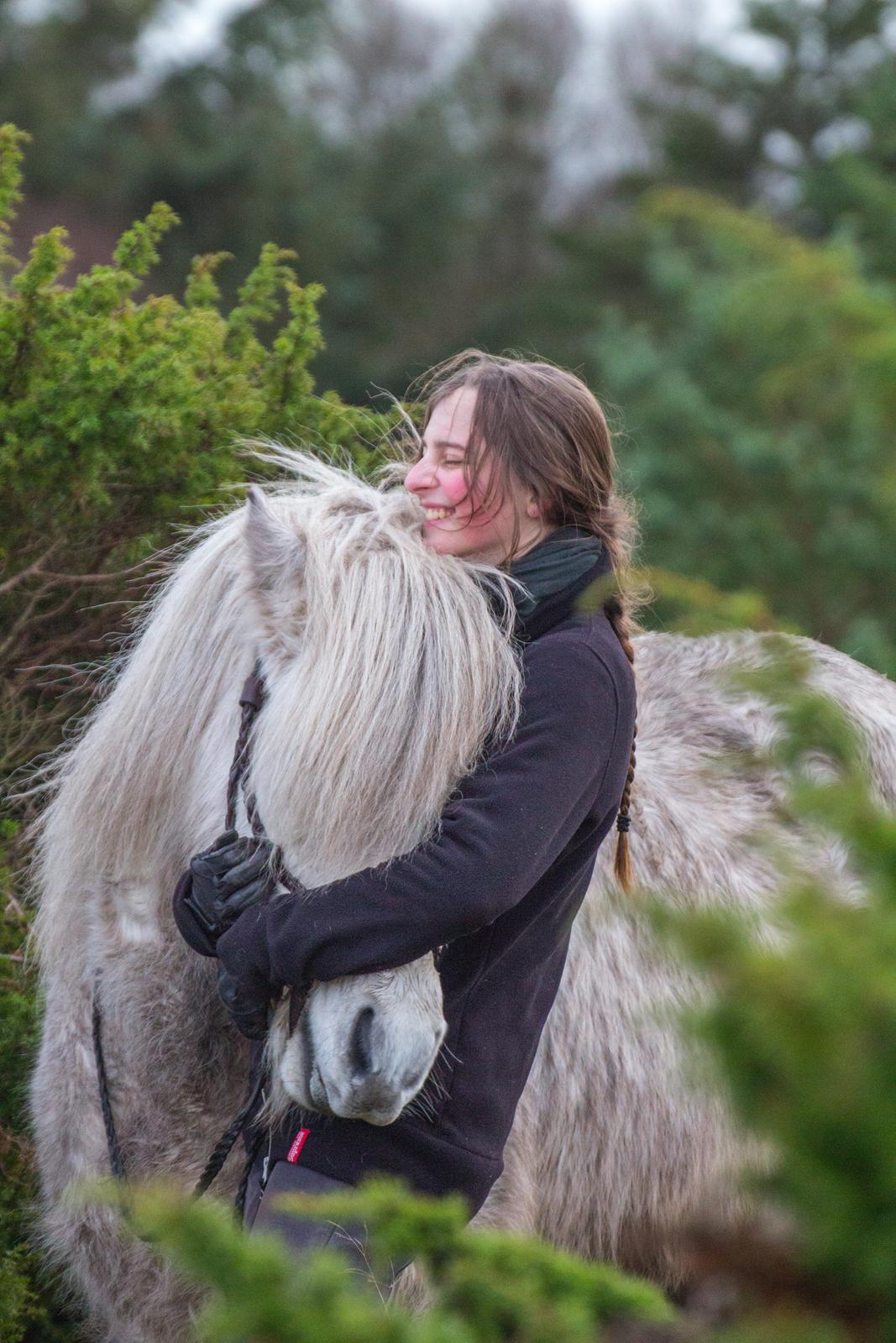 Islænder Löbbi billede 14