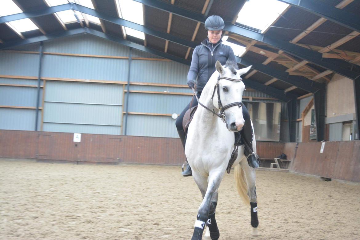 Lusitano Horaga billede 12