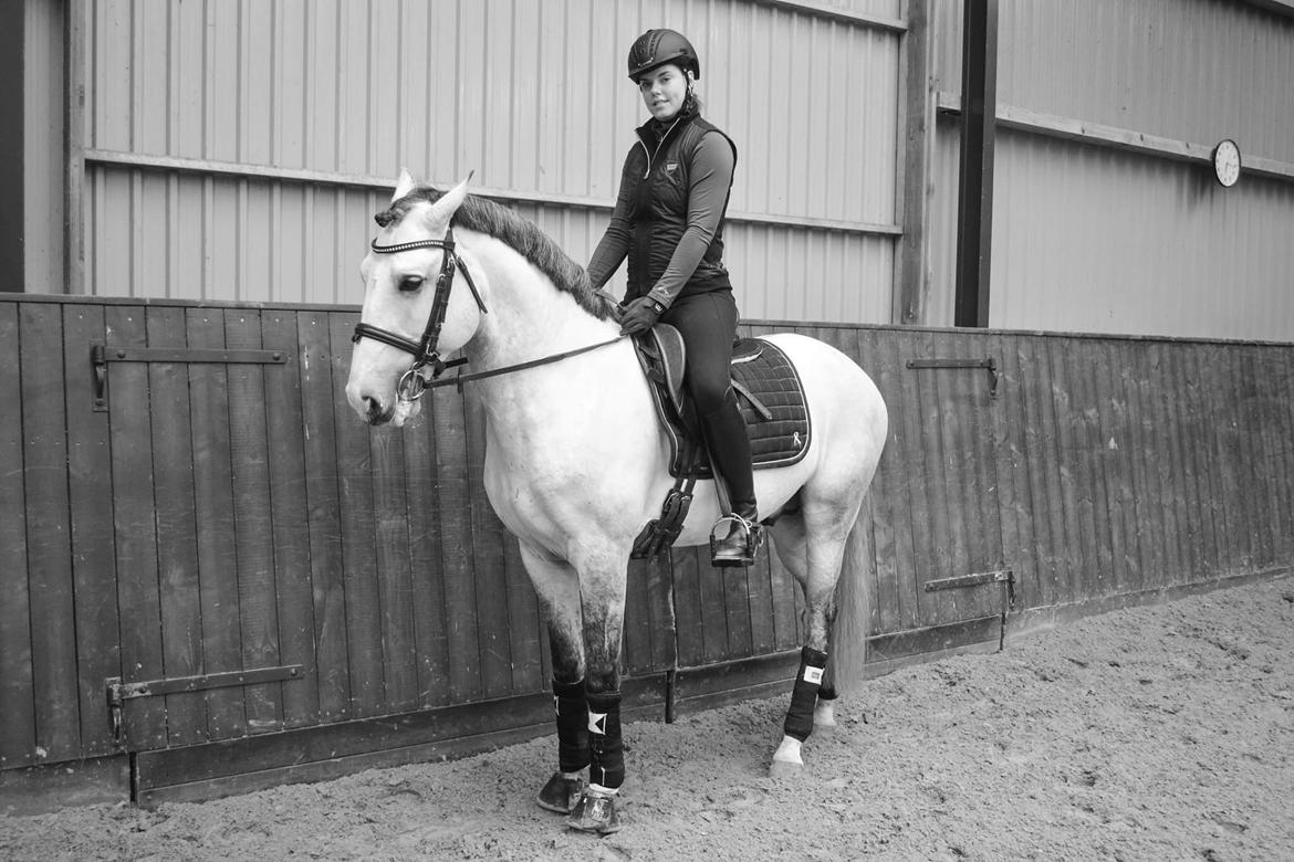 Lusitano Horaga billede 13