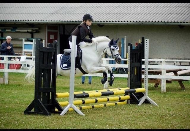 Welsh Pony (sec B) Kentucky billede 3