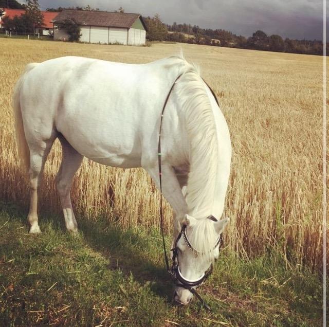 Welsh Pony (sec B) Kentucky billede 4