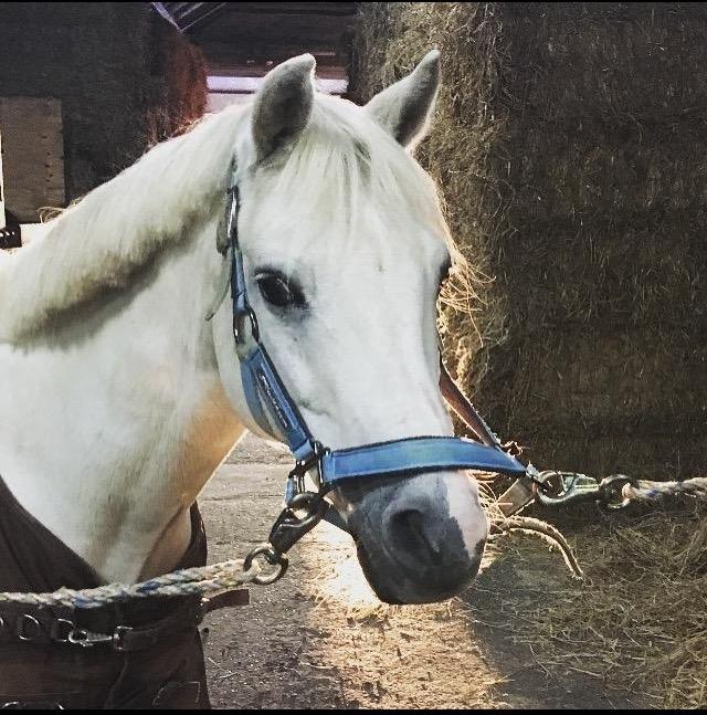 Welsh Pony (sec B) Kentucky billede 9