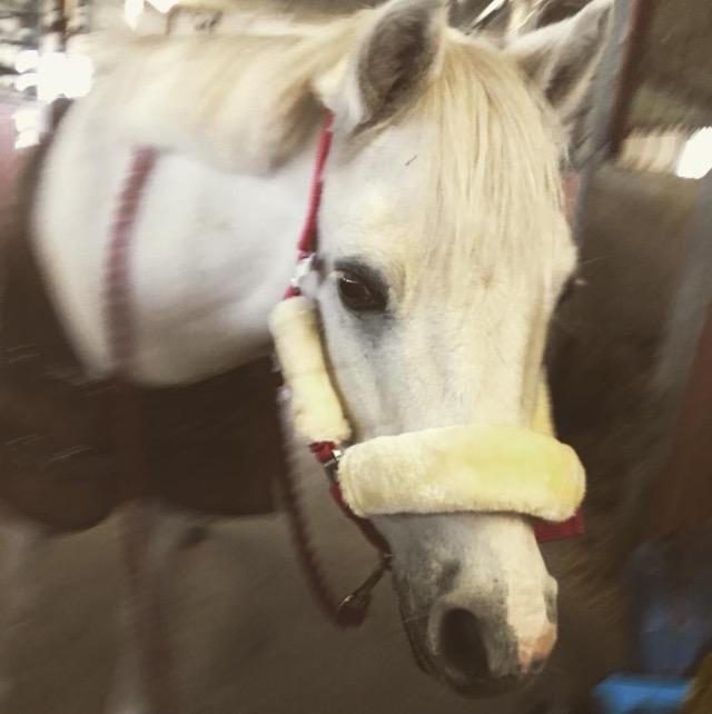 Welsh Pony (sec B) Kentucky billede 10
