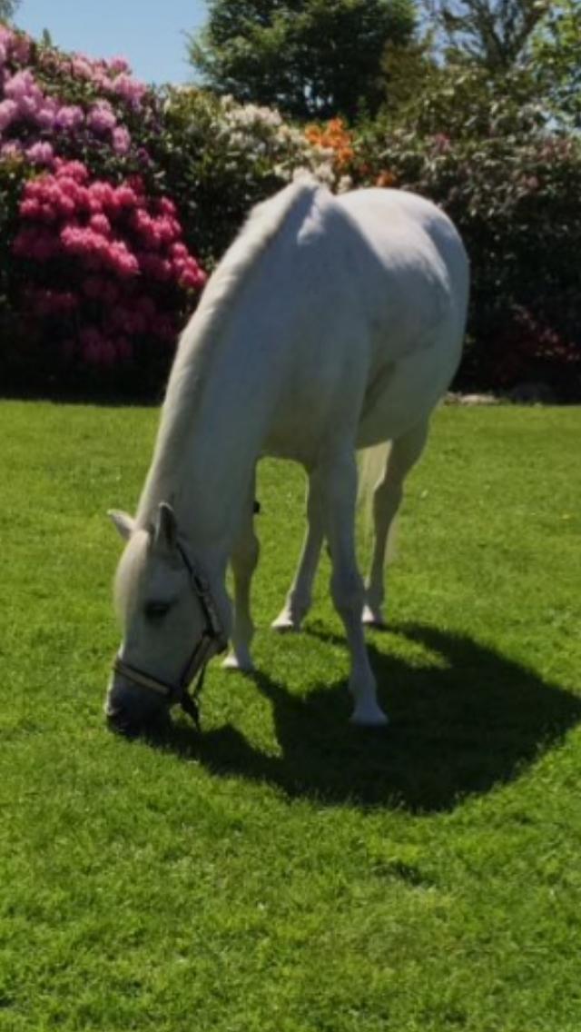 Welsh Pony (sec B) Kentucky billede 20