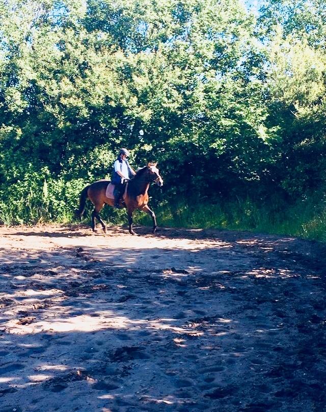 Anden særlig race Sultan billede 1