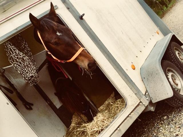 Anden særlig race Sultan billede 4