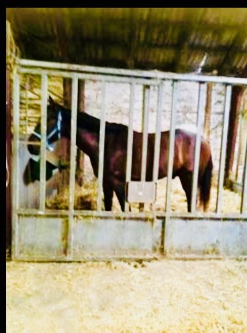 Anden særlig race Sultan billede 9