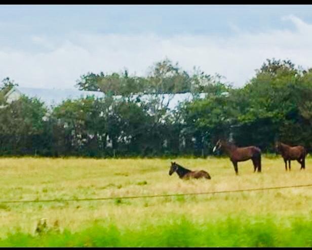 Anden særlig race Sultan billede 14