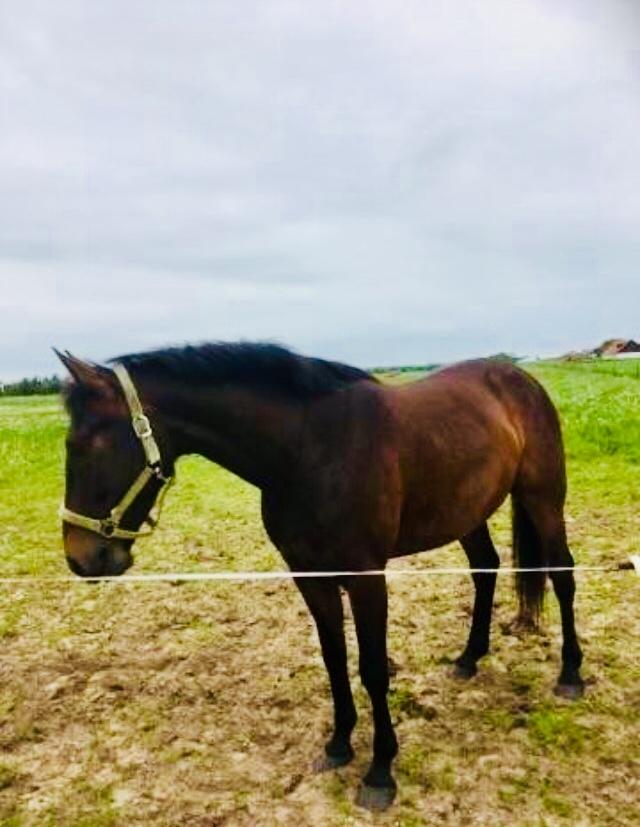 Anden særlig race Sultan billede 16