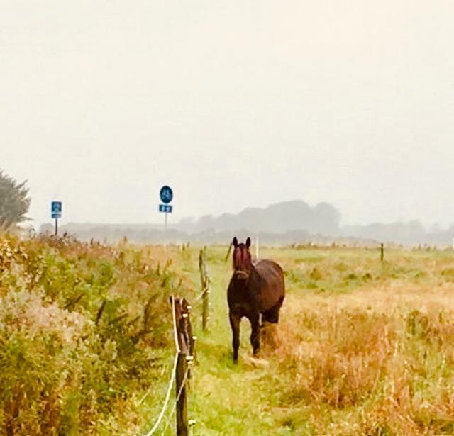 Anden særlig race Sultan billede 15