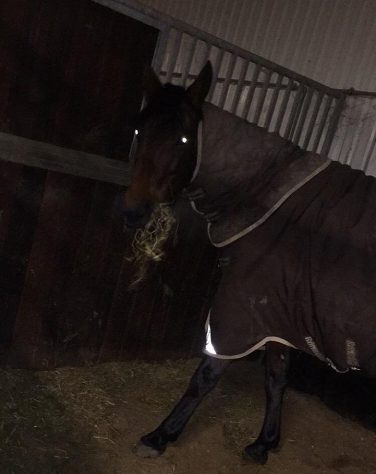 Traver Langesøs Fiona billede 9